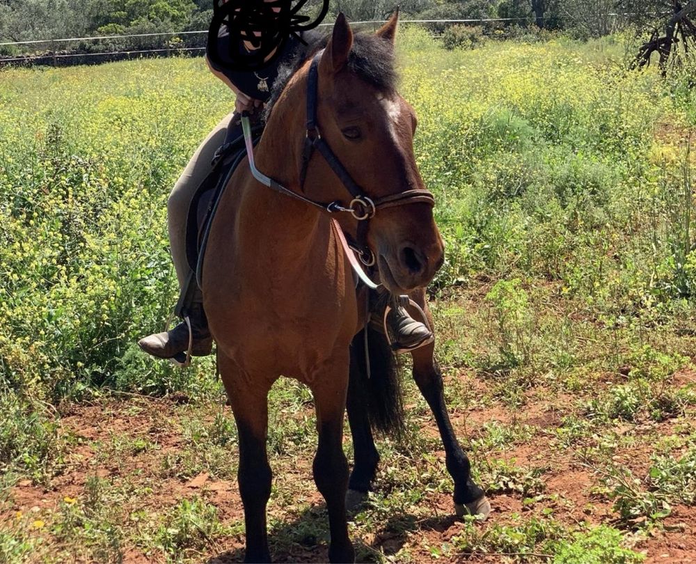 Cavalo inteiro.