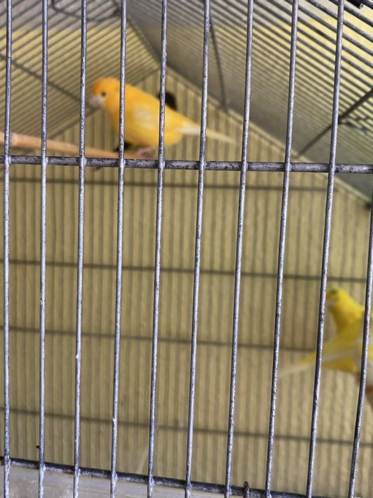 Casal de canarios