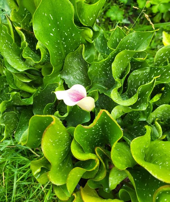 Cebulki kalii mix kolorów