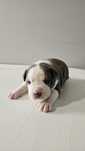 Suczka Pitbull Terrier
