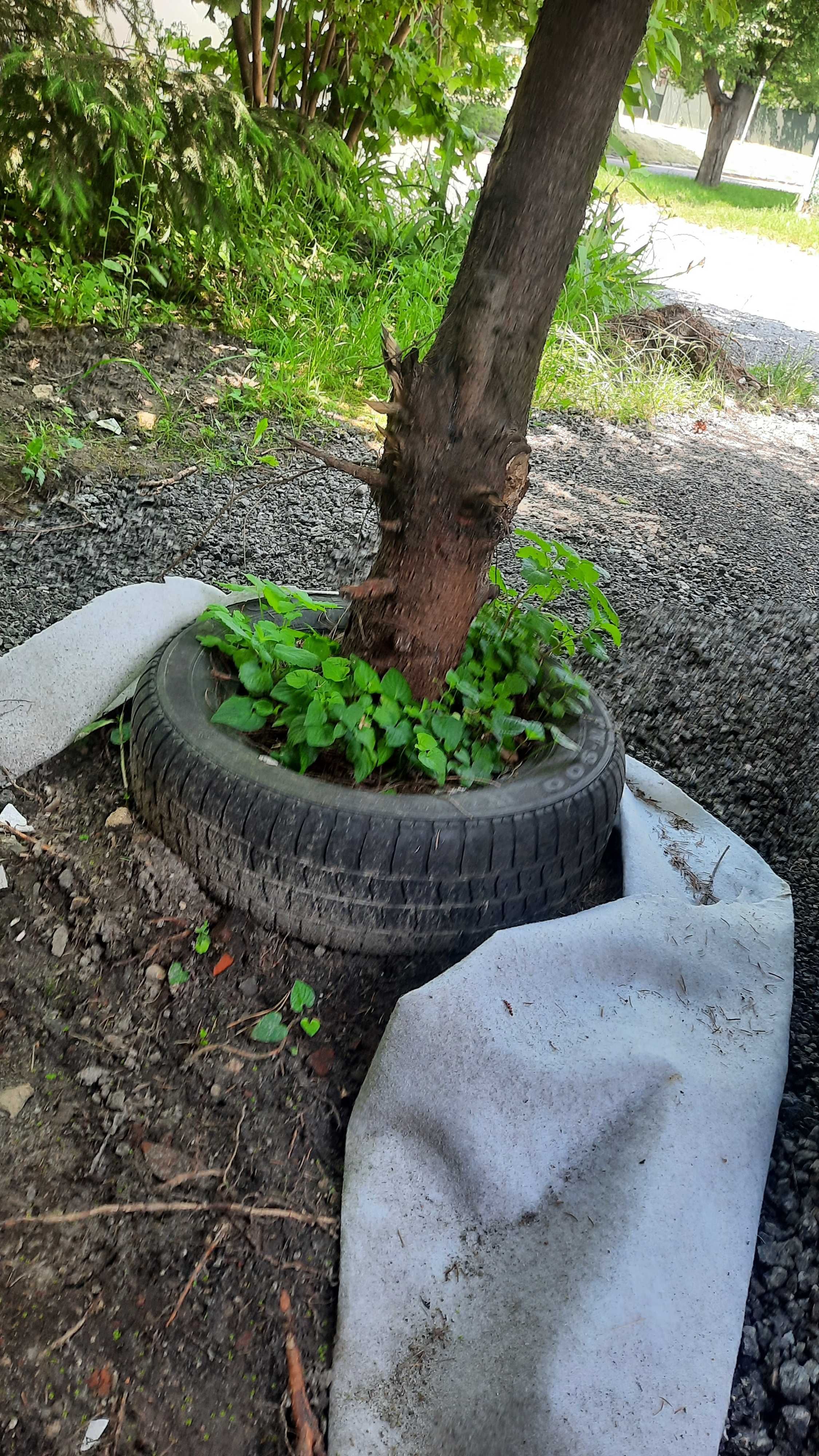 Дерево Ялинка йолка висока ялиця 350см 8років самовивіз хвойні