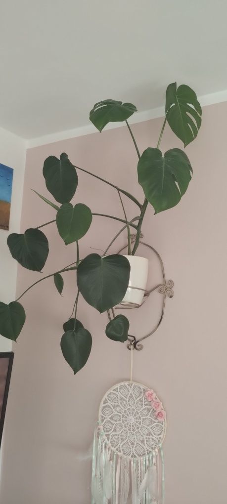 Monstera kwiat roślina domowa