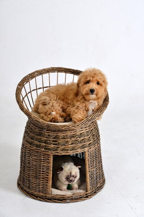 Хлопчик мальтіпуФ1