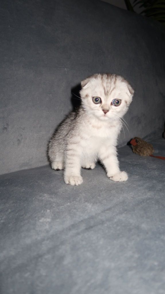 Scottish fold   chinchilla