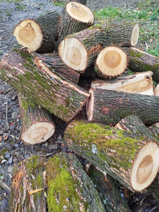 Drewno opałowe wierzba w metrach