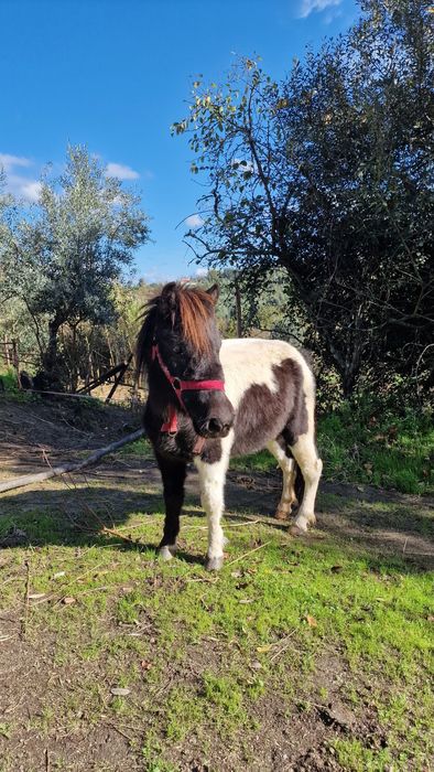 Vendo 2 Pôneis - OPORTUNIDADE