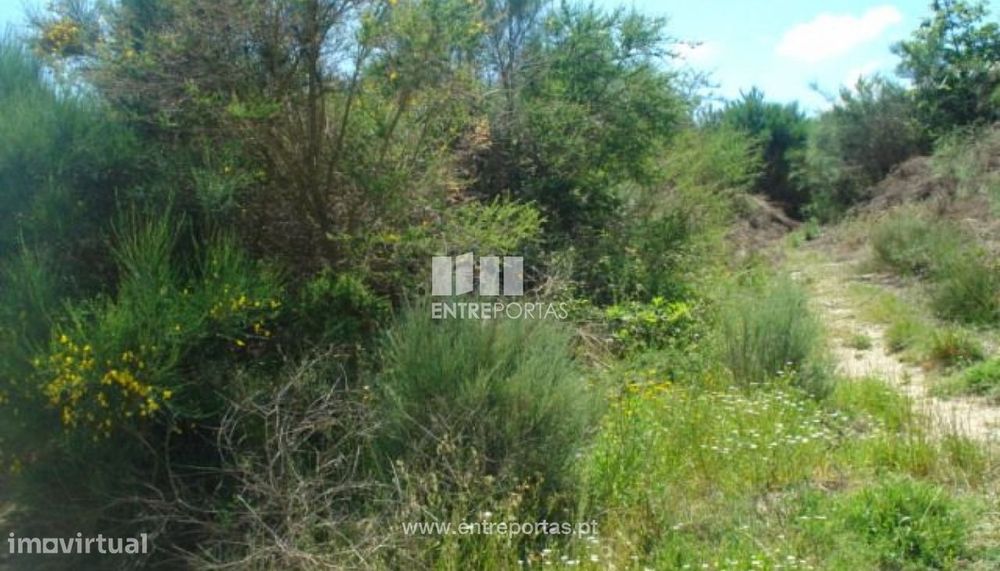 Venda Terreno, junto à estrada, Santa cruz do Douro, Baião