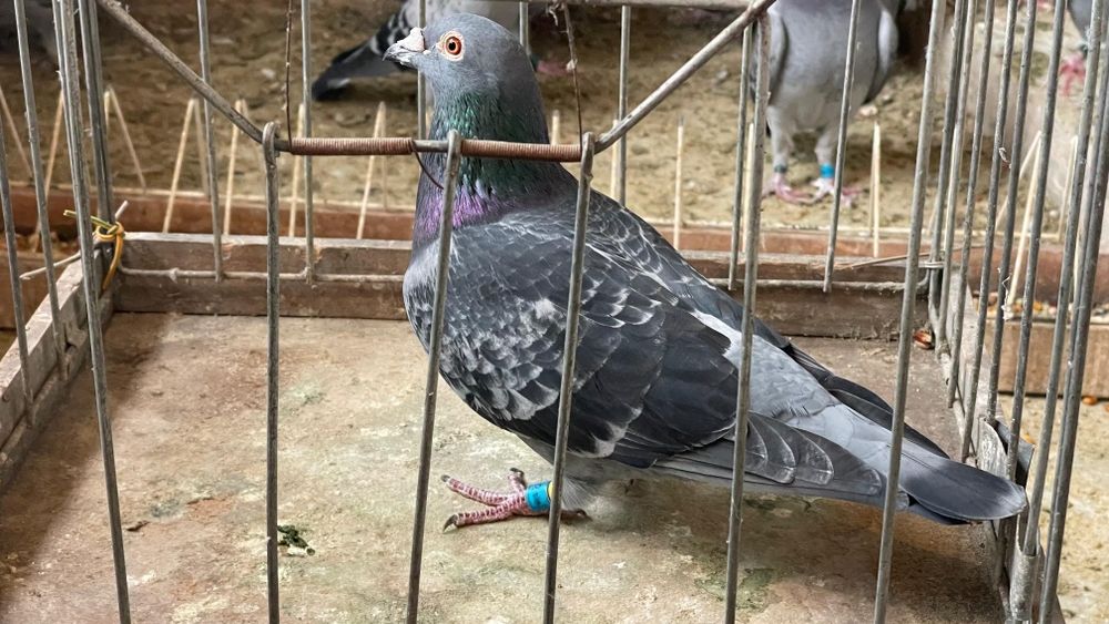 Pombos e todo o recheio