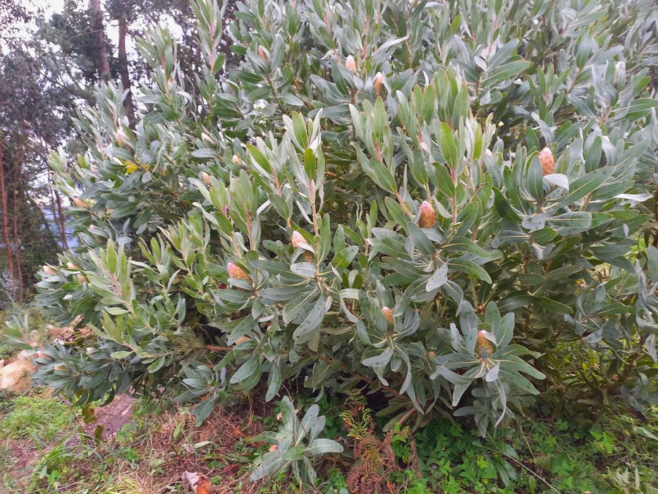 Vendo flores de protea
