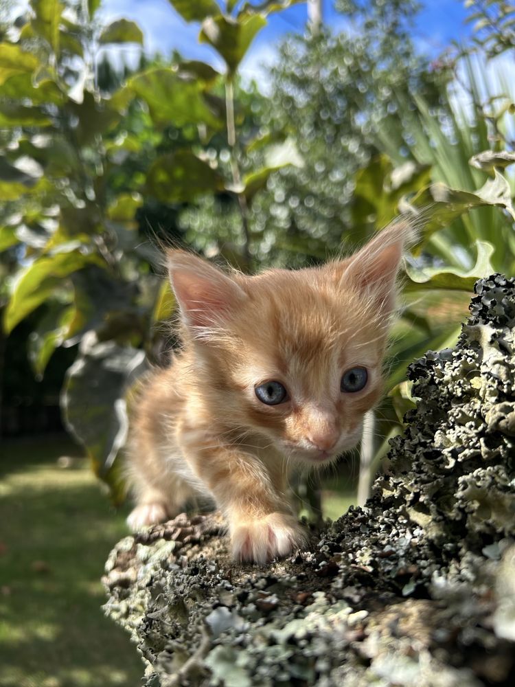 Gatinhos para adoção responsável