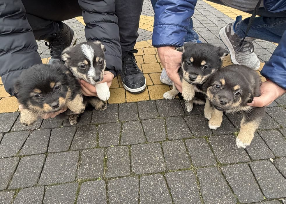 Oddam za darmo – spokojne i zadbane psy (kundelki)