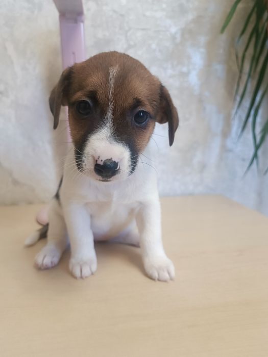 Дети Джек Рассел