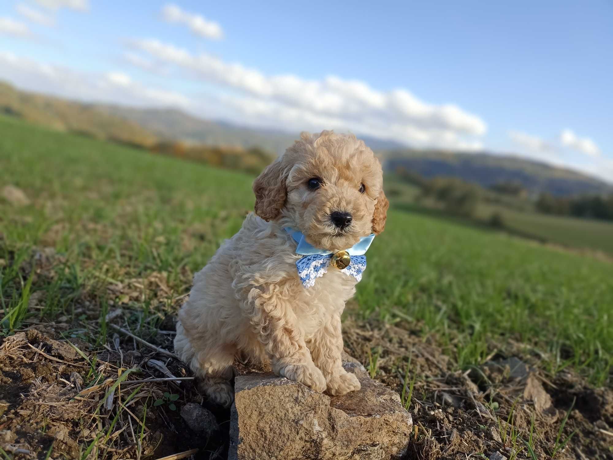 Pudel Miniaturowy gotowy do odbioru