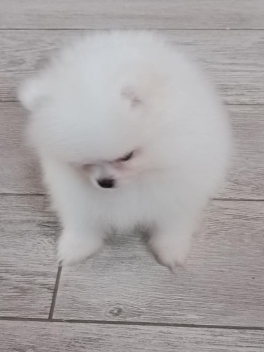 Pomeranian  suczka biała