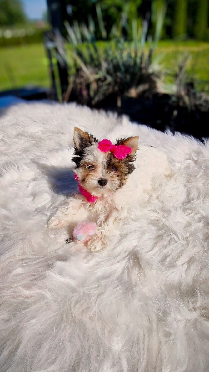 **MINI KSIĘŻNICZKA** Biewer Yorkshire Terrier Gotowa do odbioru!