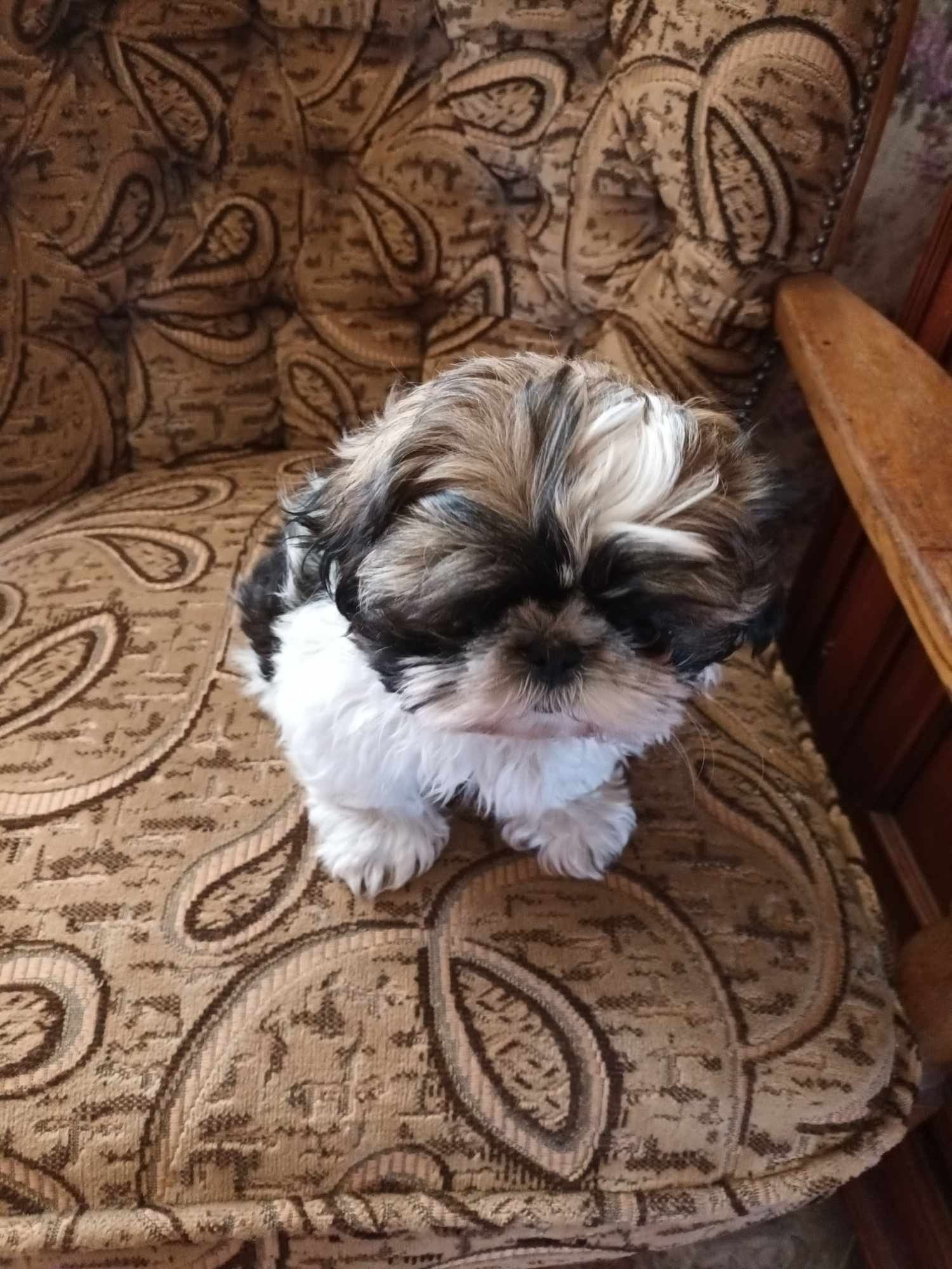 Piesek rasy shih tzu Już do odbioru