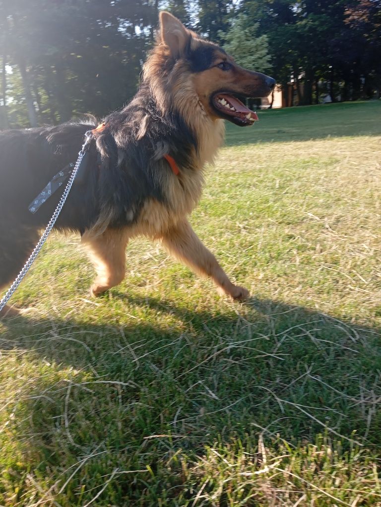 Piesek do adopcji