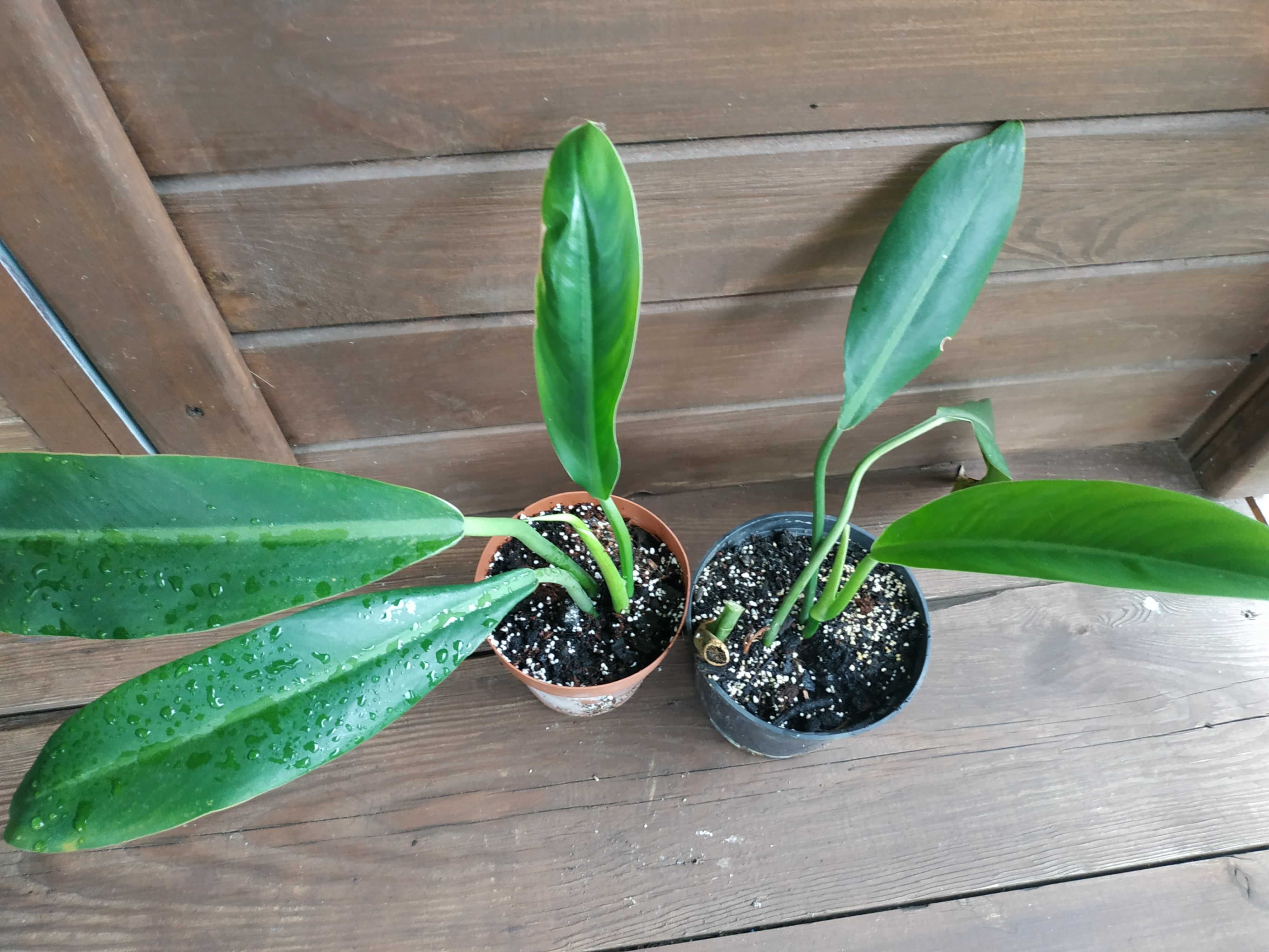 Philodendron Mayoi. Inconcinnum. Kwiat doniczkowy.