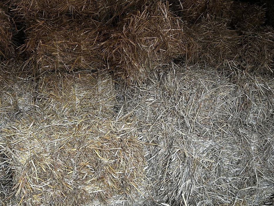 Słoma pszenna w kostkach