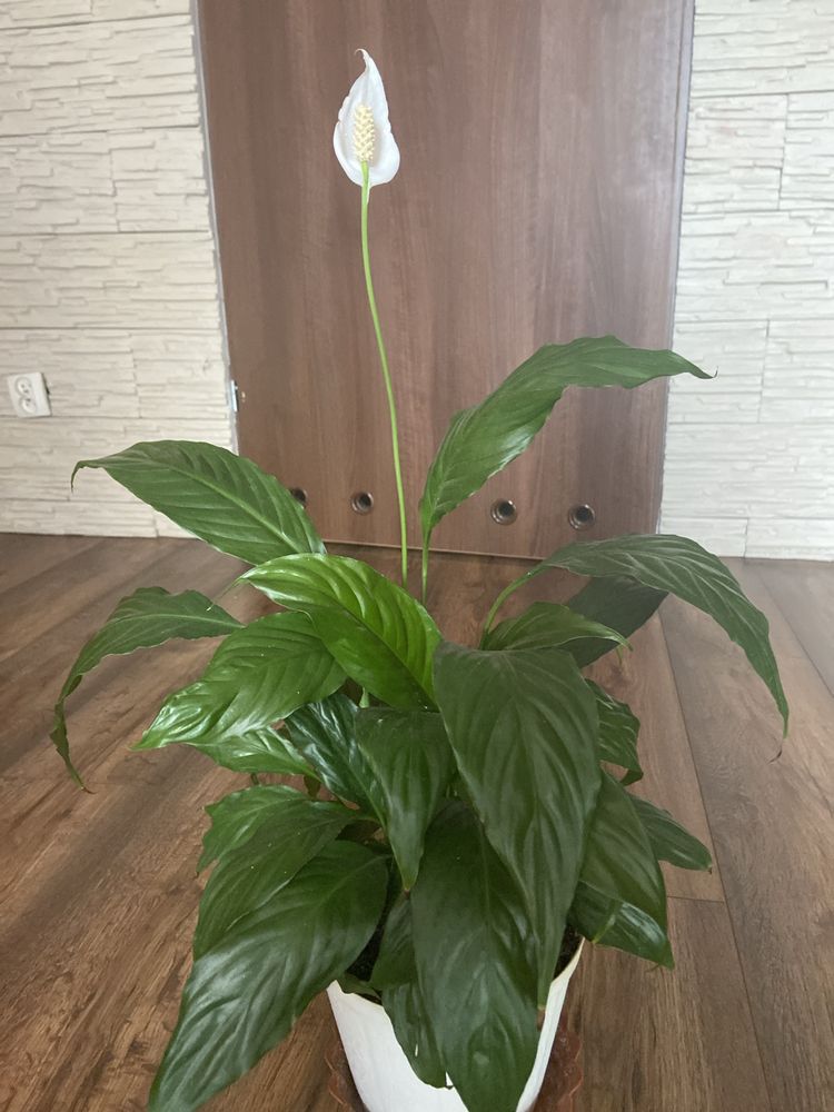 Skrzydlokwiat  Spathiphyllum Kwiatek doniczkowy