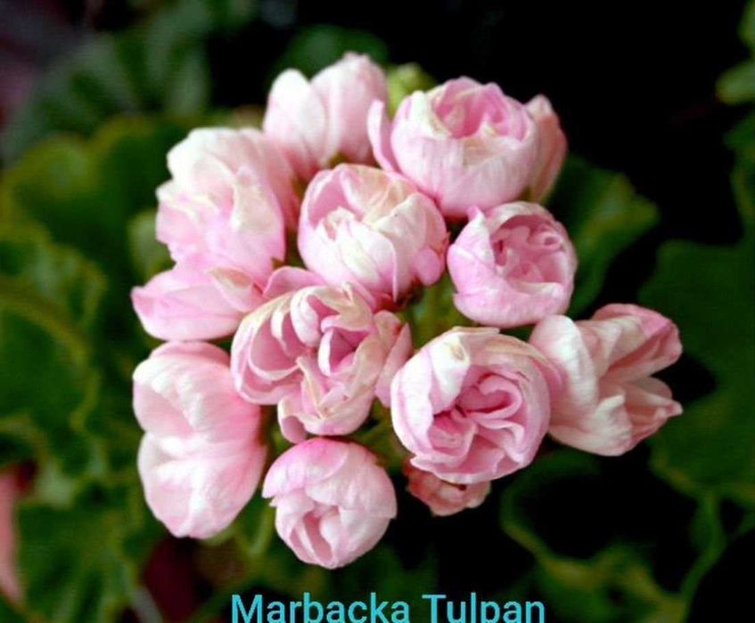 Пеларгония тюльпановидная