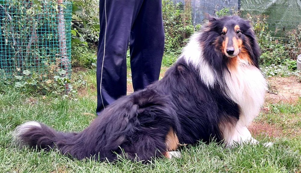 Gotowa Do odbioru -Sunia Owczarek Szkocki długowłosy Collie