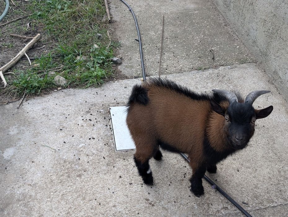 Vendo bode anão com 1 ano