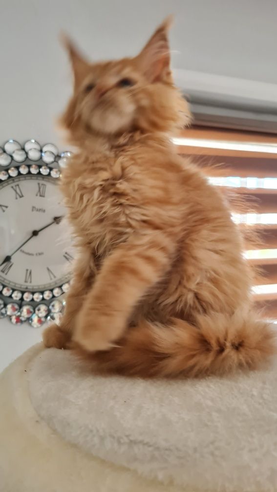 Maine coon  kocur rudy
