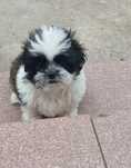 Śliczna Shih tzu Sunia