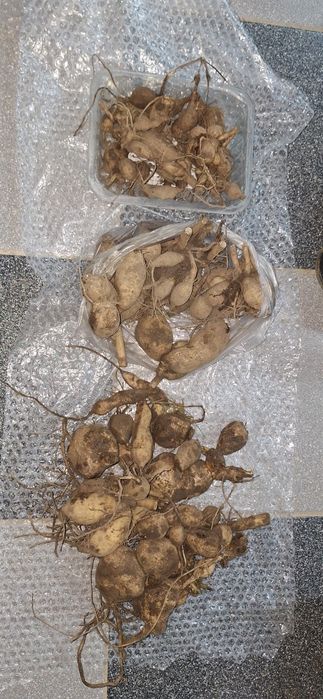 Gratis pacioreczniki Dalie różna wielkość I kolory