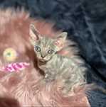 Ganesha przepiękna kotka devon rex PZF