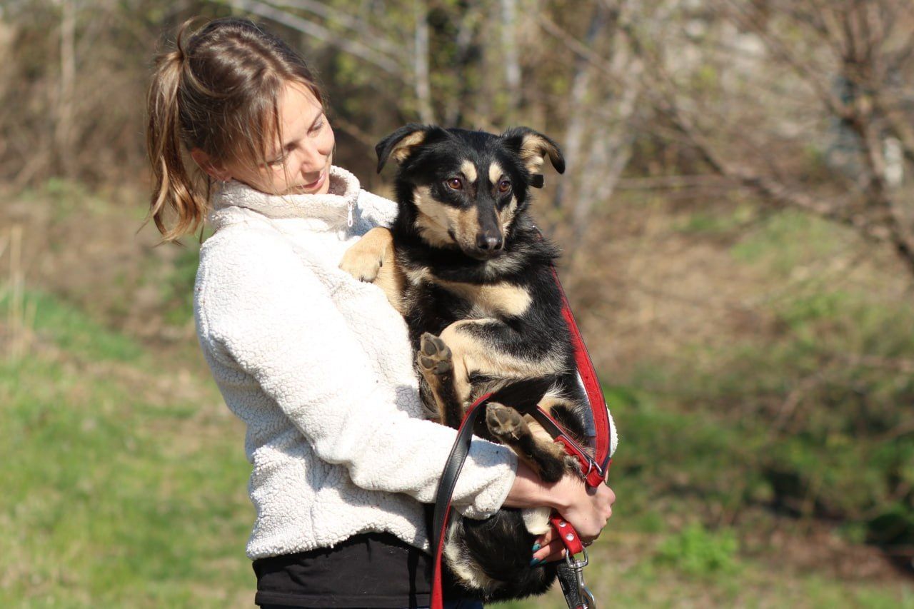 Помогите! Убежала собака