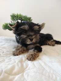 Yorkshire terrier