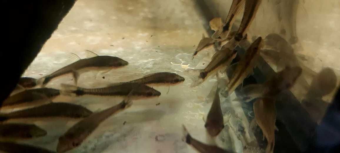 GLONOJAD OTOSEK Otosek przyujściowy - Otocinclus affinis