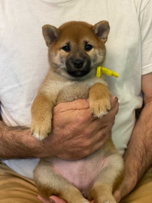 продам цуценят Шиба Ину 3 міс високого класу породи