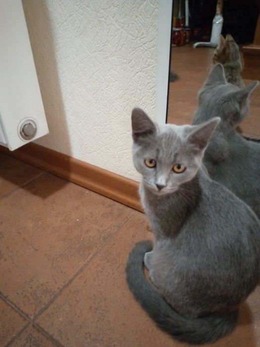 Котики чекають на дбайливого господаря