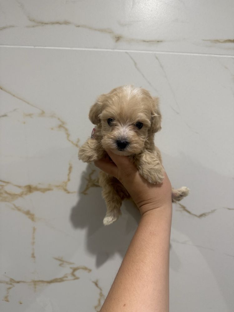 Maltipoo sunia maltanczyk pudel toy
