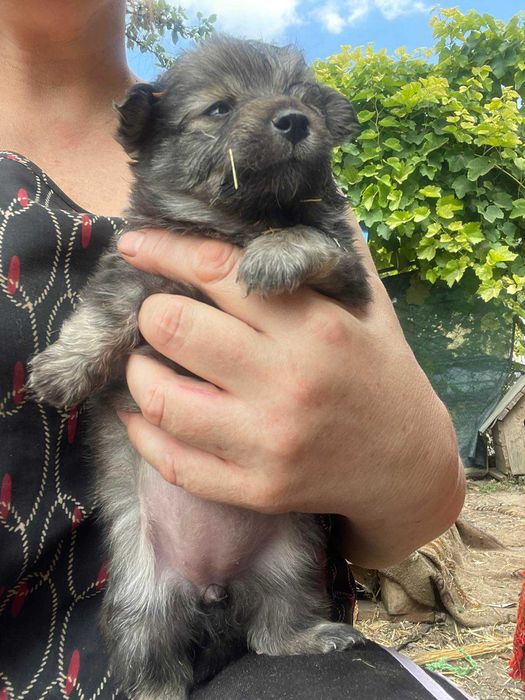 Крошечные щенки в добрую семью.