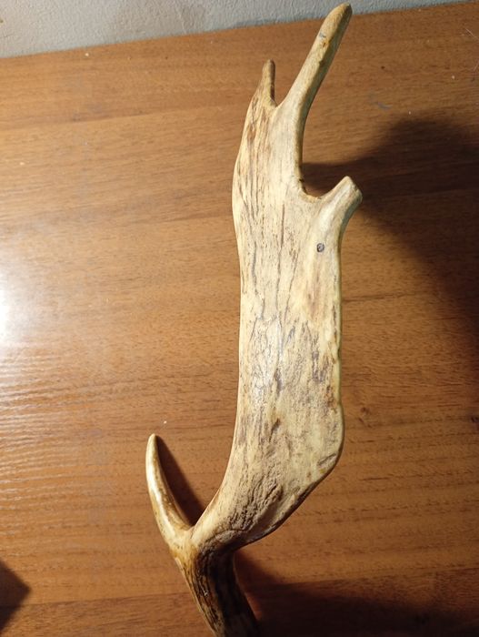 Róg jelenia 33 cm – naturalny zrzut, twardy i suchy (82)