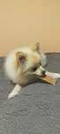 Piesek pomeranian szpic miniaturowy kremowy