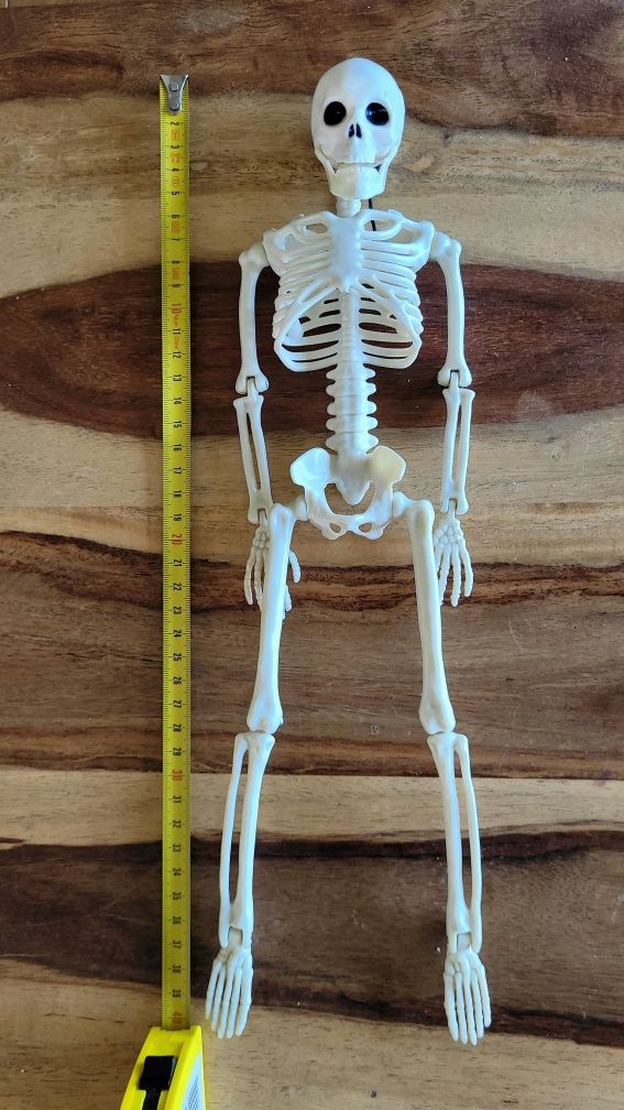 Szkielet człowieka 40cm