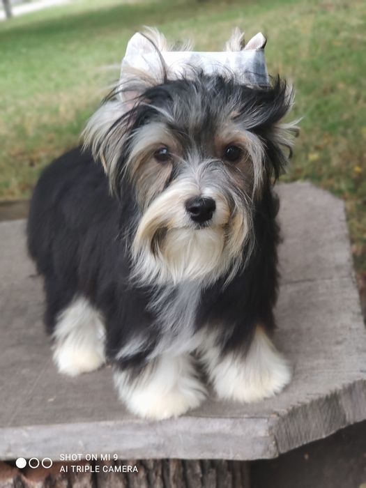 Бівер хлопчик особливий у чорному плащі