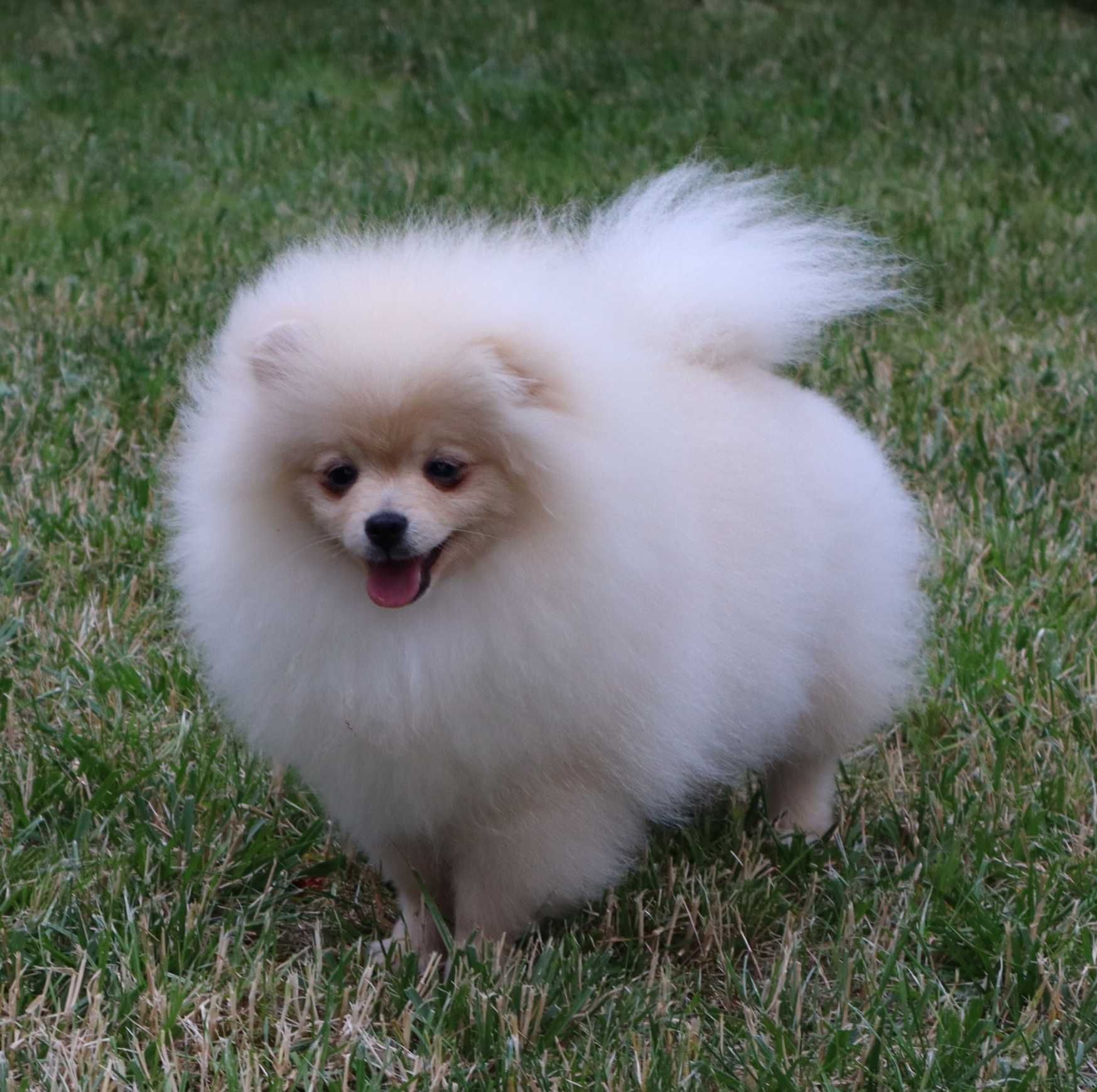 Piękna dziewczyna pomeranian