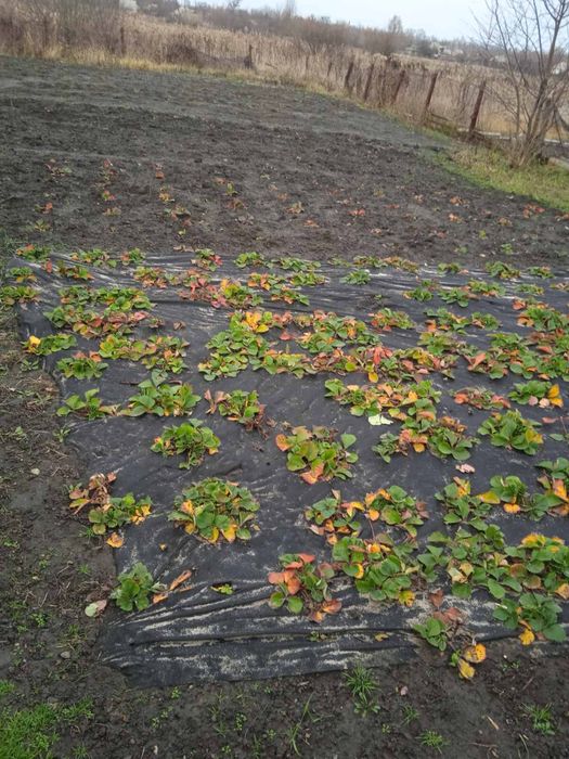 Продам дом/ участок 12 соток Андреевка