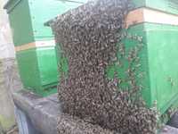 Ppszczoly rodziny pszczele ul z pszczolami