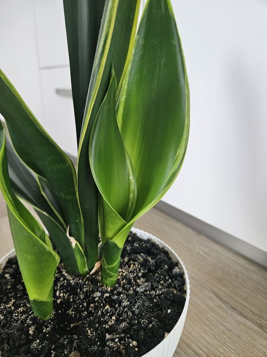 Сансевієрія Голден Флейм (Sansevieria Golden Flame)
