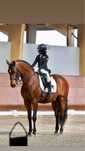 Cavalo puro sangue lusitano com 1,63 m para curso TGE