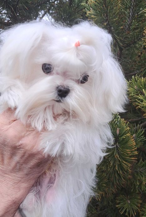 Крохотный мальчик мальтезе в современном корейском типе.