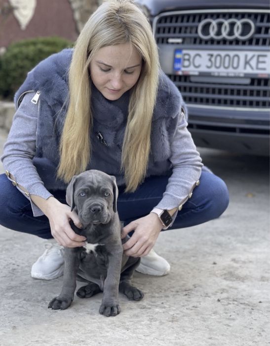Щеночки офіційного питомника-Cane corso Italiano