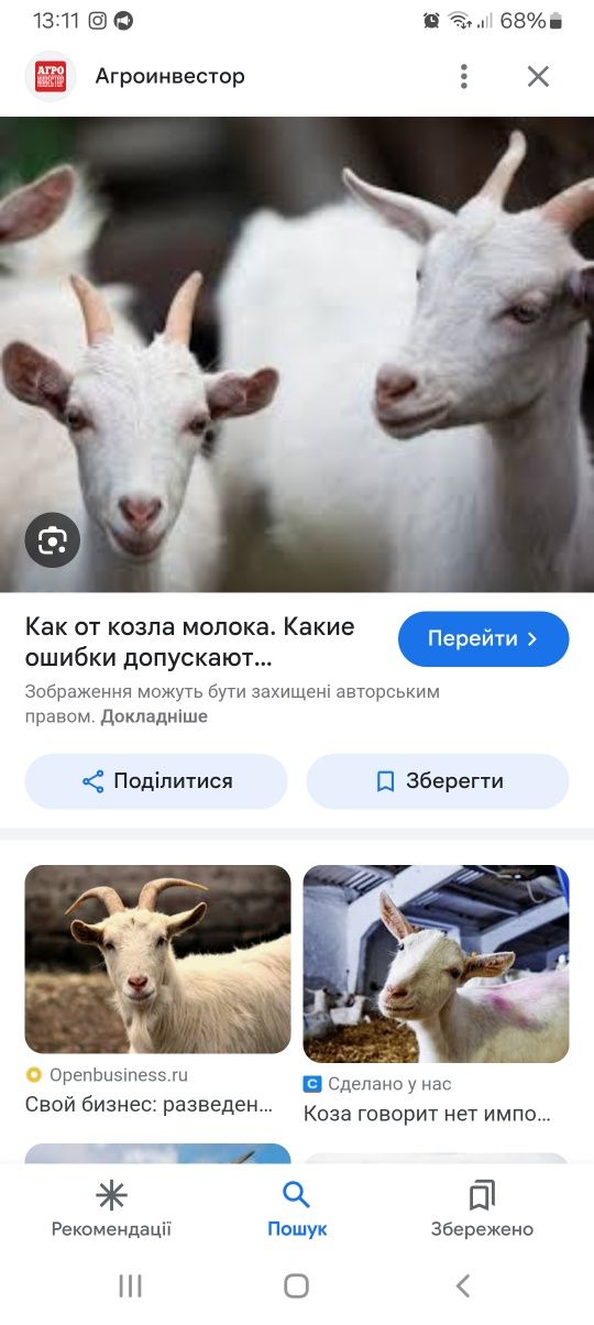 Продам дійну козу смт Олика